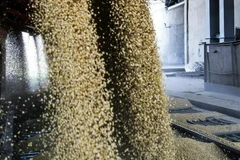 Nga viện trợ lúa mỳ giúp Triều Tiên khắc phục hậu quả thiên tai