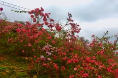 Hoa Đỗ quyên đỏ rực rỡ. (Ảnh: Vietnam+)