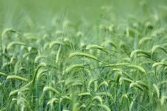 (Nguồn: world-grain.com)