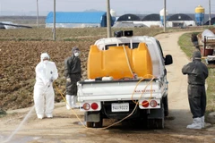 Nhân viên kiểm dịch phun thuốc khử trùng gần một trang trại gà ở Yeongam, Hàn Quốc, nơi phát hiện ổ dịch cúm gia cầm. (Ảnh: AFP/TTXVN)