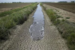 Quảng Ngãi bố trí 55 tỷ đồng từ ngân sách địa phương để chống hạn