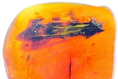 Mảnh hổ phách chứa một phần cánh của chim cổ đại cách đây 99 triệu năm. (Nguồn: chinadaily.com.cn)