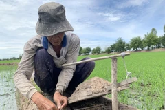 Ông Trần Văn Hùng, thị trấn Thường Thới Tiền gài bẫy đất (dân địa phương gọi là “rập nhẹp”) đặt trên các bờ ruộng lúa. (Ảnh: Chương Đài/TTXVN)