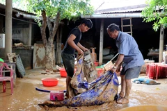 Ông Võ Văn Bình (bên phải), thôn Đồng Tư, xã Hiền Ninh, huyện Quảng Ninh (Quảng Bình) dọn dẹp nhà cửa sau lũ. (Ảnh: Văn Tý-TTXVN|)