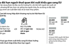 [Infographics] Ưu đãi hạn ngạch thuế quan khi xuất khẩu gạo sang EU
