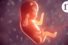 Ảnh minh họa. (Nguồn: nature.com)