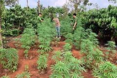 Lực lượng chức năng kiểm đếm số cần sa trong rẫy của Nguyễn Văn Minh và rẫy của Nguyễn Văn Mạnh. (Ảnh: TTXVN)
