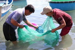Ngư dân huyện Ninh Hải, Ninh Thuận khai thác cá dìa giống. (Ảnh: Nguyễn Thành/TTXVN)