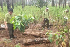 Lâm Đồng: Phát hiện hàng trăm khúc gỗ thông bị chôn để chiếm đất