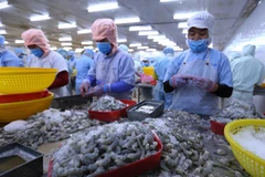 Chế biến tôm xuất khẩu tại nhà máy của Công ty CP Bá Hải (tỉnh Phú Yên). (Ảnh: Vũ Sinh/TTXVN)
