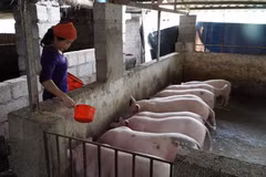 Đàn lợn của một hộ chăn nuôi ở thị trấn Hòa Thuận, huyện Quảng Hòa, tỉnh Cao Bằng. (Ảnh: Chu Hiệu/TTXVN)