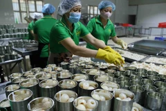 Chiến biến vải thiều tươi xuất khẩu tại Công ty CP Xuất nhập khẩu Vifoco. (Ảnh: Vũ Sinh/TTXVN)