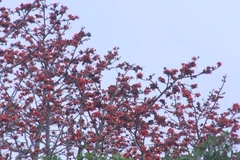 Khi nở hoa gạo có đóa to, cánh dầy và đỏ thắm, nổi bật trên nền xanh của núi, của mây trời tháng Ba. (Ảnh: Khiếu Tư/TTXVN)