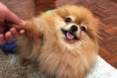 [Video] Phát hiện ca nhiễm COVID-19 đầu tiên ở thú nuôi