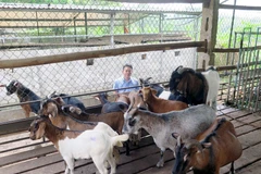 Đàn dê tại Hợp tác xã chăn nuôi động vật bản địa tại xóm Gốc Gạo, xã Tức Tranh (Phú Lương, Thái Nguyên). (Ảnh: Quân Trang/TTXVN)