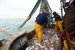 Ngư dân đánh cá trên vùng biển ngoài khơi phía Đông Nam nước Anh ngày 12/10/2020. (Ảnh: AFP/TTXVN)