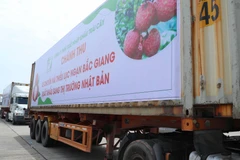 Lô hàng vải thiều đầu tiên của Việt Nam đã có mặt tại thị trường Nhật Bản. (Ảnh: Thống Nhất/TTXVN)