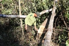 Hàng chục cây gỗ tạp (thuộc rừng lá rộng) có đường kính gốc từ 10-50cm vừa bị cưa hạ nằm ngổn ngang tại lô B, khoảnh 6, tiểu khu 159, lâm phần do Công ty TNHH Vạn Thành quản lý thuộc địa bàn phường 5, thành phố Đà Lạt. (Ảnh: Đặng Tuấn/TTXVN)