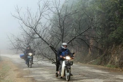 [Video] Nghiêm cấm chặt đào rừng chơi Tết Nguyên đán 2021