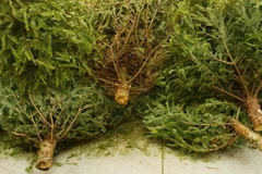 Những cây thông Giáng sinh sẽ được biến thành nhiên liệu sạch để sưởi ấm. (Nguồn: magazine.com)