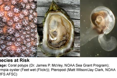 Nhiều loài sinh vật không xương sống trong đại dương sẽ bị suy giảm số lượng do nước biển ấm lên. (Nguồn: skepticalscience.com)