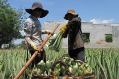 Nông dân phường Mỹ Bình, thành phố Phan Rang-Tháp Chàm thu hoạch nha đam. (Ảnh: Nguyễn Thành/TTXVN)