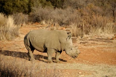 Một con tê giác đen được cưa sừng tại khu bảo tồn Bona Bona, Nam Phi. (Ảnh: AFP/TTXVN)