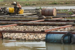 Cá chết nổi trắng bè sau một cơn mưa lớn. (Ảnh: Lê Xuân/TTXVN)