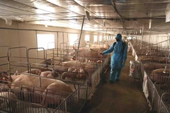 Tổ chức phun thuốc tiêu độc, khử trùng khu vực trang trại chăn nuôi để phòng, chống dịch bệnh. (Ảnh: Vũ Sinh/TTXVN)