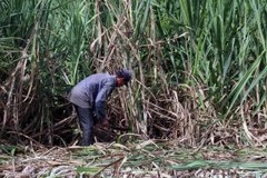 Thu hoạch mía. (Ảnh: Lê Huy Hải/TTXVN)