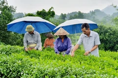 Gia đình ông Vũ Trí Long (ngoài cùng bên phải) không chỉ thoát nghèo bền vững mà còn tạo việc làm cho lao động địa phương. (Ảnh: Hồng Kiều/Vietnam+)