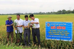 Người nông dân xã Việt Đoàn, huyện Tiên Du, tỉnh Bắc Ninh với mô hình trồng lúa mới thân thiện với môi trường. (Ảnh: Thanh Thương/TTXVN)