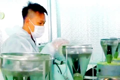 Bột matcha và các sản phẩm mới từ trà hoa vàng được nghiên cứu, sáng tạo để tăng sức cạnh tranh của sản phẩm trên thị trường. (Nguồn: baoquangninh.com.vn)