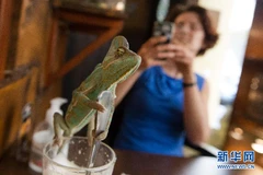 Quán càphê vườn thú tại Budapest, Hungary.