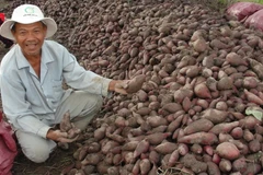 Nông dân thu hoạch vụ khoai lang đông xuân 2014-2015. (Ảnh: Huỳnh Kim Phượng/TTXVN) 