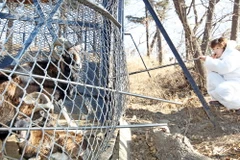 Hàn Quốc cấm đi lại, vận chuyển đối với các trại chăn nuôi