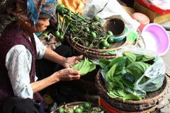 Cảnh giác trước hiện tượng ráo riết thu mua quả cau non với giá cao