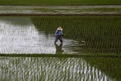 Cánh đồng lúa tại Satsumasendai, quận Kagoshima, Nhật Bản ngày 8/7. (Nguồn: Reuters/TTXVN)