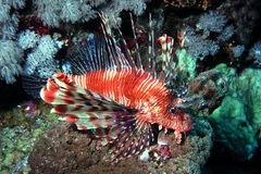 Cá sư tử đe dọa cân bằng sinh thái tự nhiên của vùng biển Panama. (Nguồn: sercblog.si.edu)