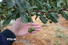 Cây mắcca. (Nguồn: TTXVN)