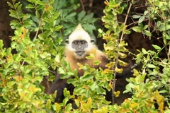 Voọc Cát Bà mới sinh có lông màu vàng, khi trưởng thành sẽ chuyển dần sang màu đen ở thân, đầu, vai và lưng màu trắng vàng. (Ảnh: Lâm Khánh/TTXVN)