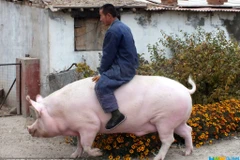 Anh Trương Hiến Bình cưỡi con lợn nặng 1.200kg của mình đi quanh thôn. (Nguồn: Xinhua)