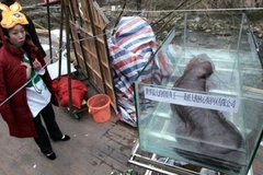 Quan chức Trung Quốc bị chỉ trích vì ăn thịt kỳ nhông trong bữa tiệc