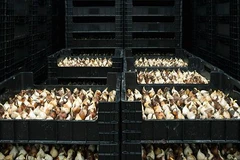 Hoa tulip của Hà Lan trước khi xuất khẩu. (Nguồn: Getty Images)