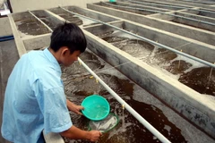 Trại nuôi tôm giống công nghệ cao. (Ảnh minh họa: Danh Lam/TTXVN)