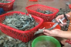 Hà Nội: Phát hiện cơ sở bơm tạp chất vào tôm chết để tăng trọng