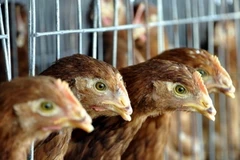 [Video] Cúm gia cầm H5N2 lây lan với tốc độ đáng báo động tại Mỹ 