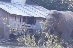 Voi rừng lại xuất hiện, phá cây trồng, đe dọa người dân Đồng Nai