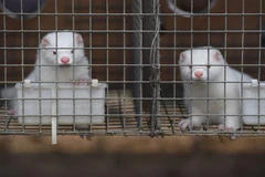 Chồn được nuôi tại trang trại ở tỉnh Hà Bắc, Trung Quốc. (Ảnh: AFP/TTXVN)