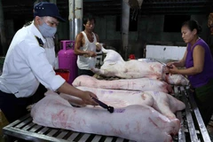 Nhân viên Thú y kiểm tra, đóng dấu kiểm dịch an toàn vệ sinh thực phẩm lên sản phẩm thịt lợn. (Ảnh: Vũ Sinh/TTXVN)